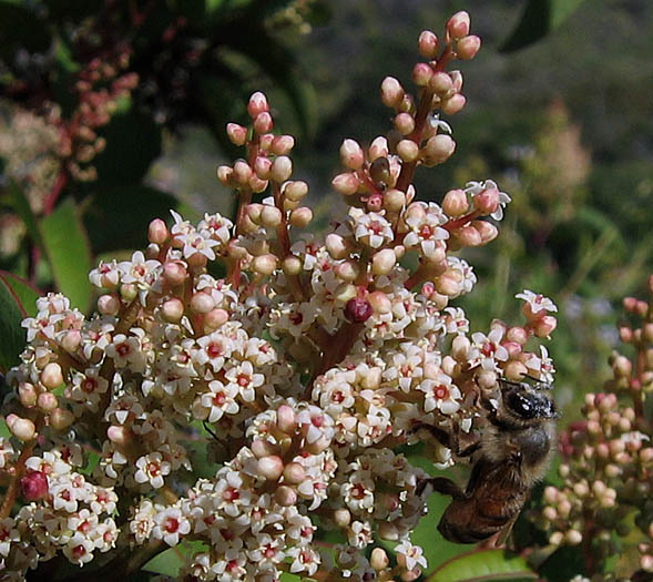 Detailed Picture 4 of Malosma laurina