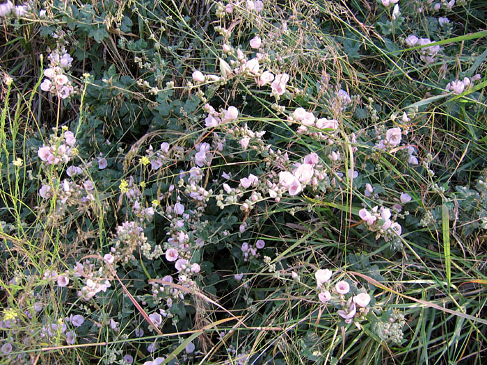 Detailed Picture 4 of Malacothamnus fasciculatus var. laxiflorus