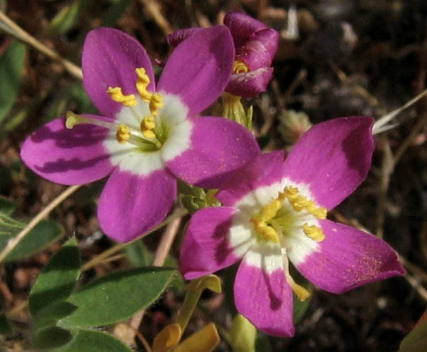 Detailed Picture 1 of Zeltnera venusta