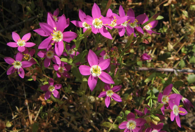 Detailed Picture 5 of Zeltnera venusta