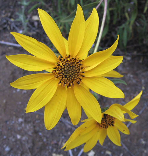 Detailed Picture 2 of Helianthus gracilentus