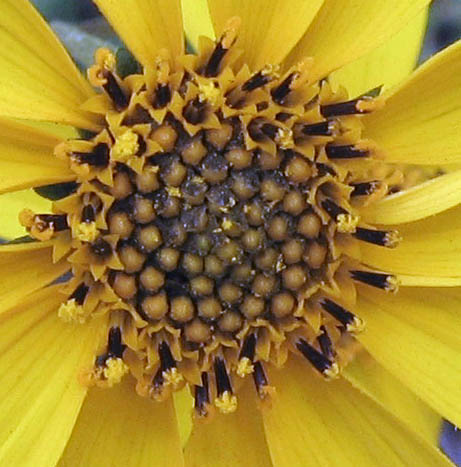 Detailed Picture 1 of Helianthus gracilentus