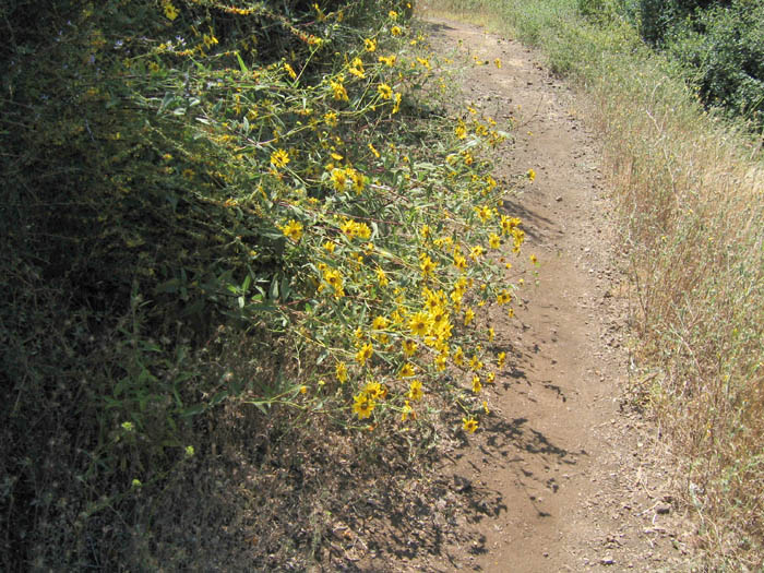 Detailed Picture 5 of Helianthus gracilentus