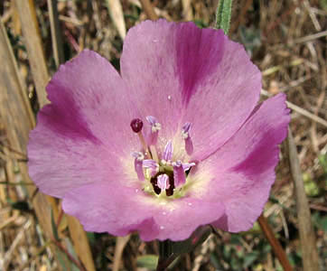 Detailed Picture 2 of Clarkia purpurea ssp. quadrivulnera