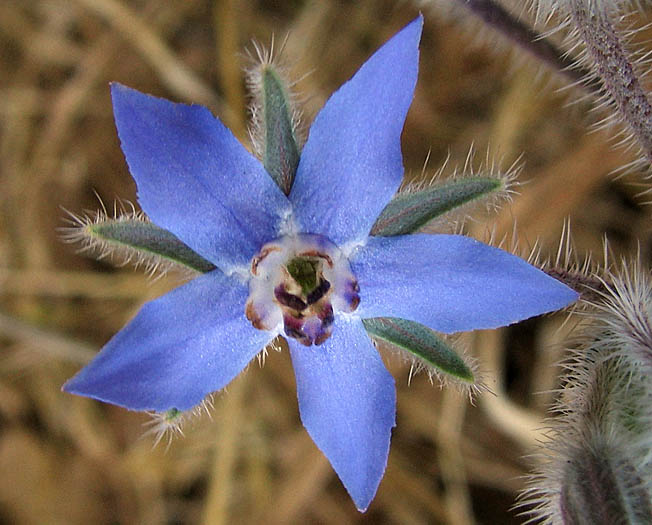 Detailed Picture 1 of Borago officinalis