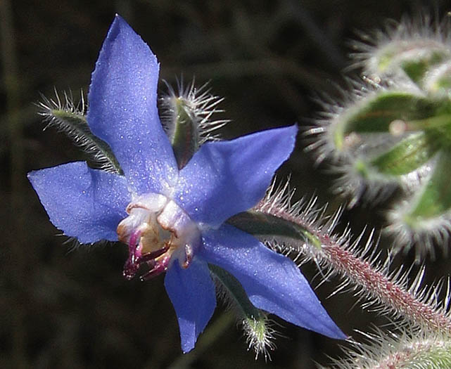 Detailed Picture 2 of Borago officinalis