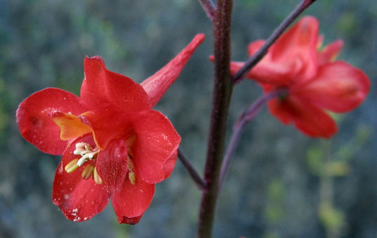 Detailed Picture 2 of Delphinium cardinale