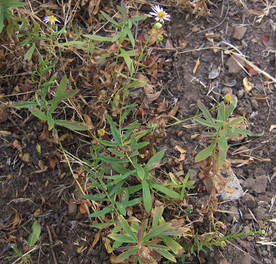 Detailed Picture 7 of Erigeron foliosus var. foliosus