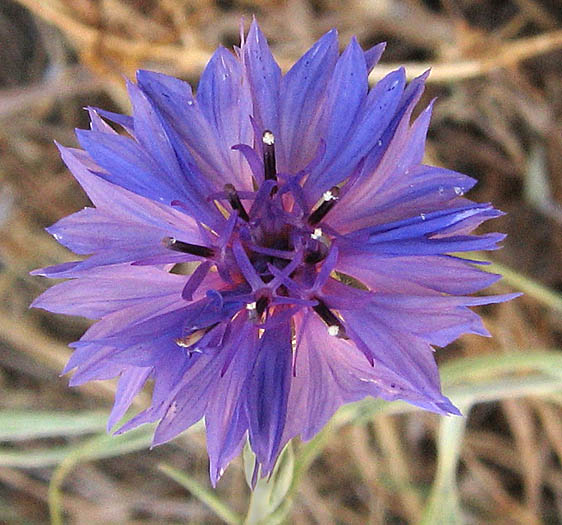 Detailed Picture 1 of Centaurea cyanus