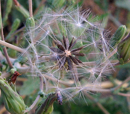 Detailed Picture 9 of Lactuca serriola