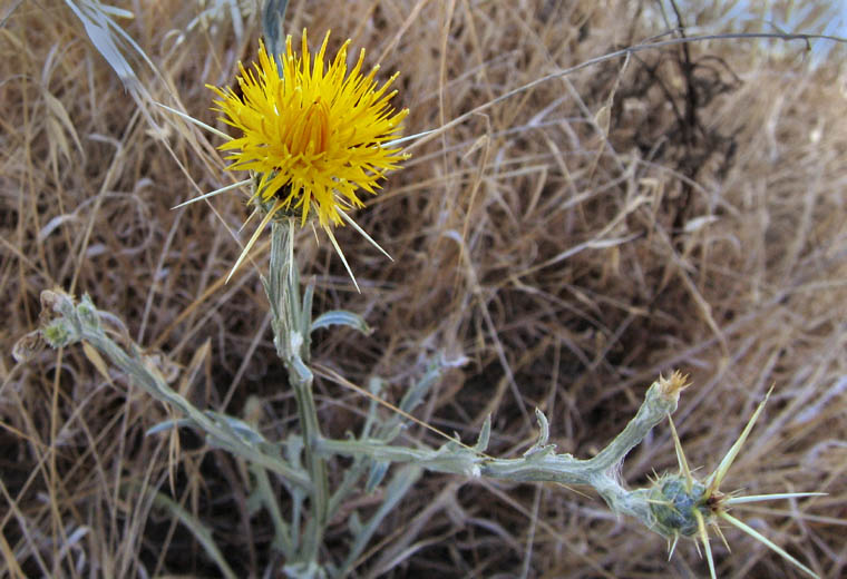 Detailed Picture 3 of Centaurea solstitialis