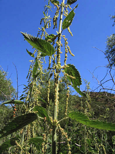 Detailed Picture 6 of Urtica dioica ssp. holosericea