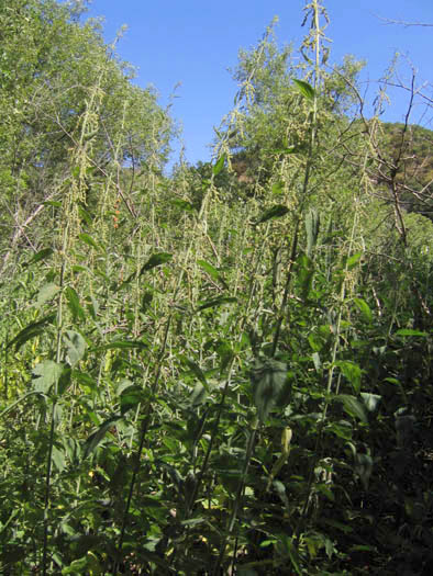 Detailed Picture 8 of Urtica dioica ssp. holosericea