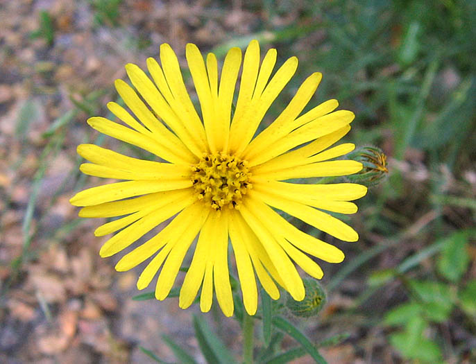 Detailed Picture 1 of Madia elegans