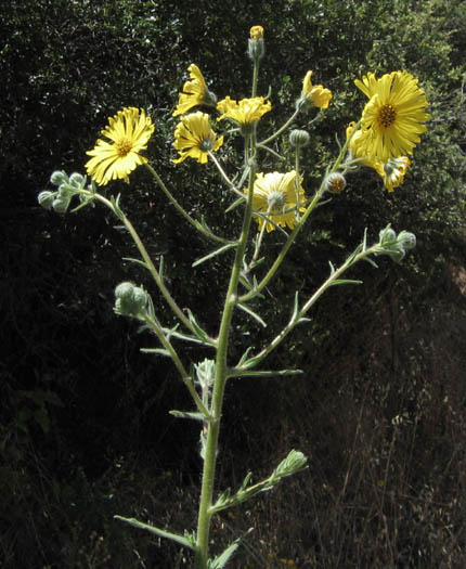 Detailed Picture 3 of Madia elegans