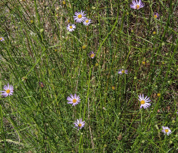 Detailed Picture 3 of Erigeron foliosus var. foliosus