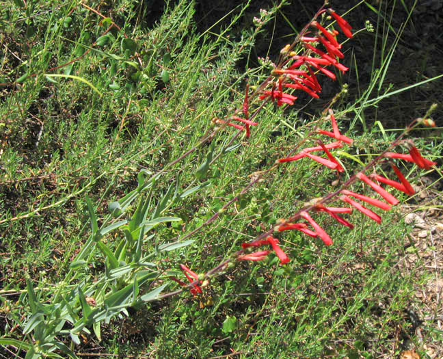 Detailed Picture 5 of Penstemon centranthifolius