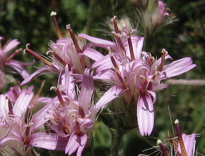 Detailed Picture 2 of Acourtia microcephala