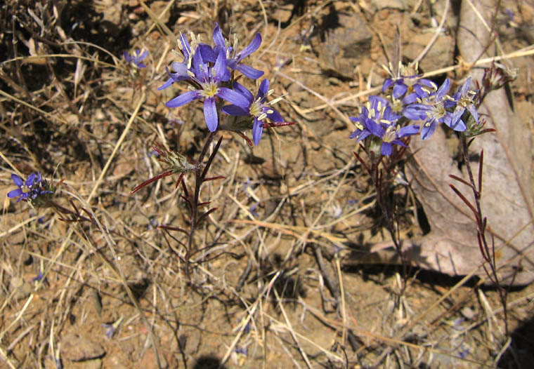 Detailed Picture 6 of Eriastrum sapphirinum