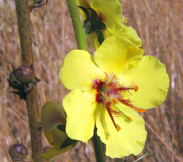 Detailed Picture 1 of Verbascum virgatum