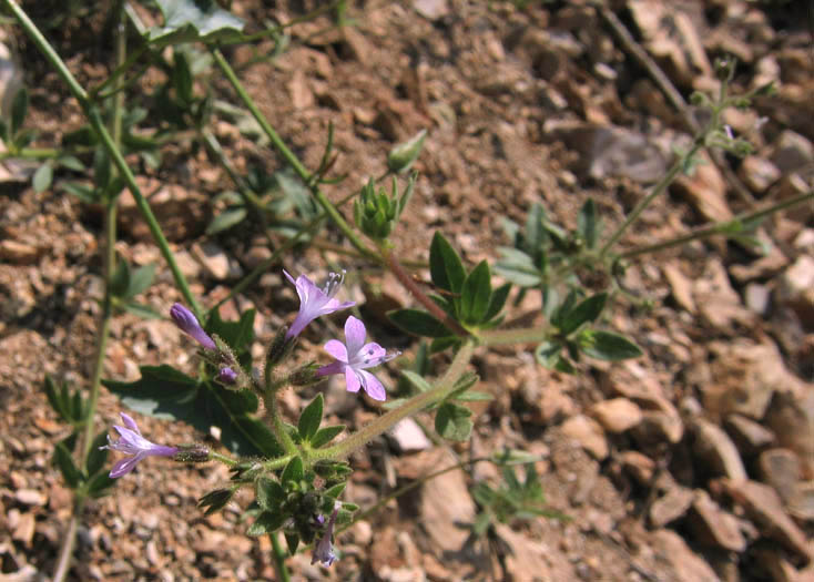 Detailed Picture 3 of Allophyllum glutinosum