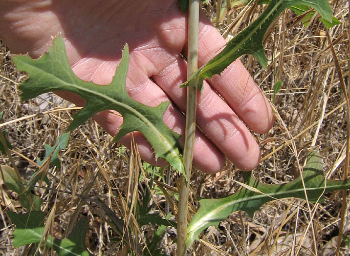 Detailed Picture 7 of Lactuca serriola