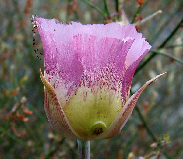 Detailed Picture 3 of Calochortus plummerae