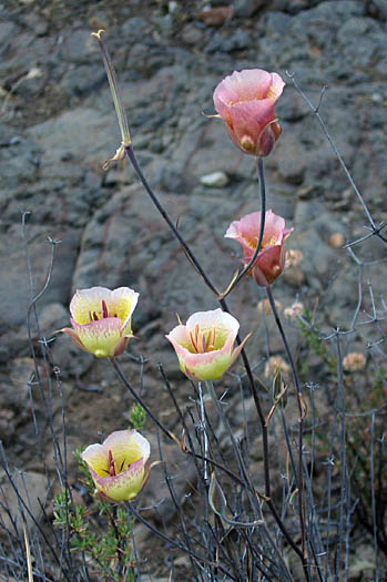 Detailed Picture 7 of Calochortus plummerae