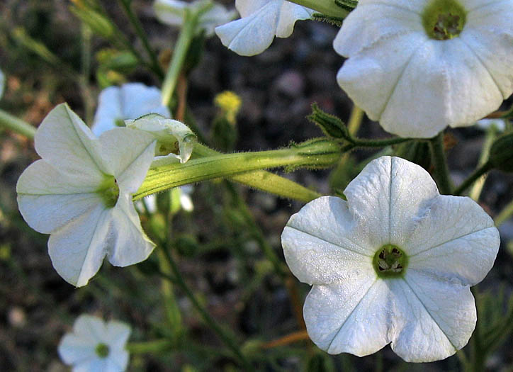 Detailed Picture 2 of Nicotiana acuminata var. multiflora