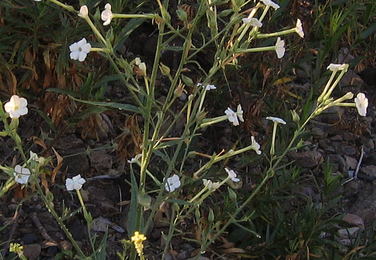 Detailed Picture 5 of Nicotiana acuminata var. multiflora