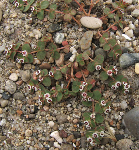 Detailed Picture 6 of Euphorbia polycarpa