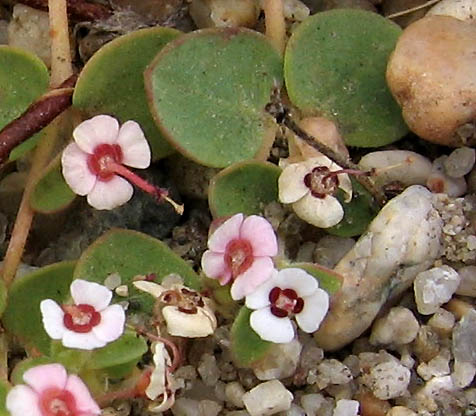 Detailed Picture 2 of Euphorbia polycarpa