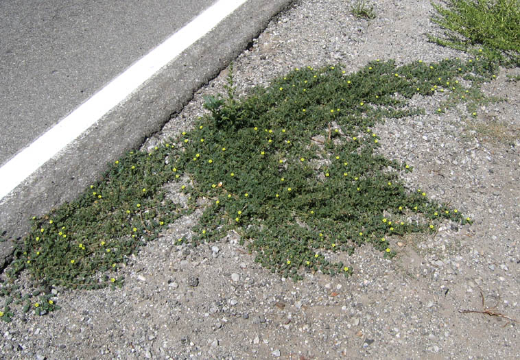 Detailed Picture 3 of Portulaca oleracea