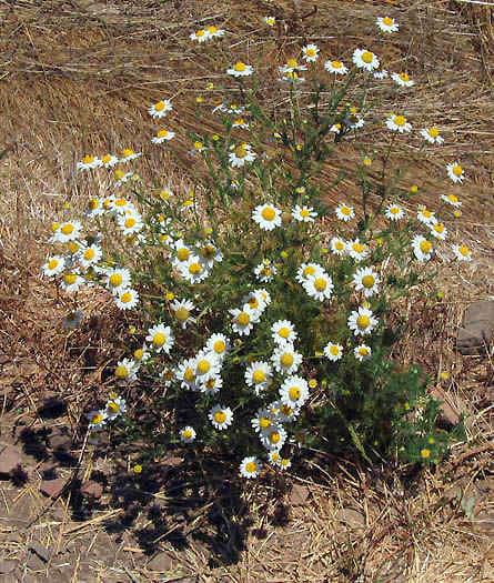 Detailed Picture 5 of Anthemis cotula