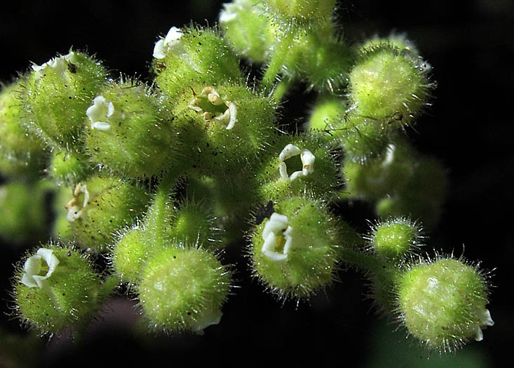 Detailed Picture 1 of Boykinia rotundifolia