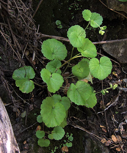 Detailed Picture 4 of Boykinia rotundifolia