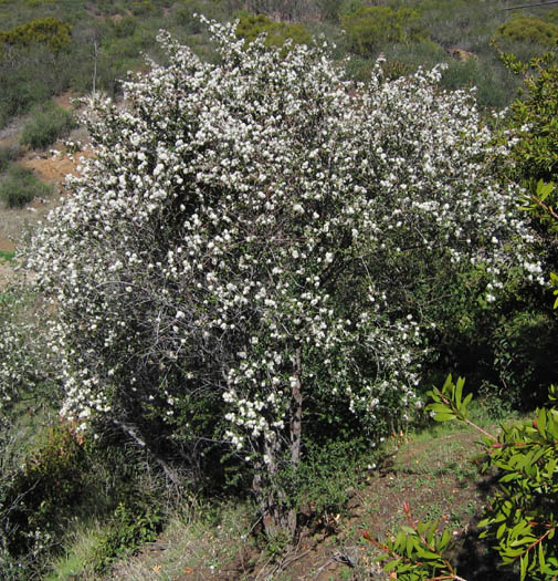 Detailed Picture 5 of Ceanothus megacarpus var. megacarpus