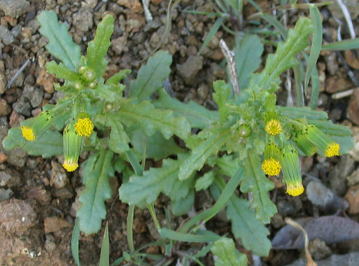 Detailed Picture 4 of Senecio vulgaris