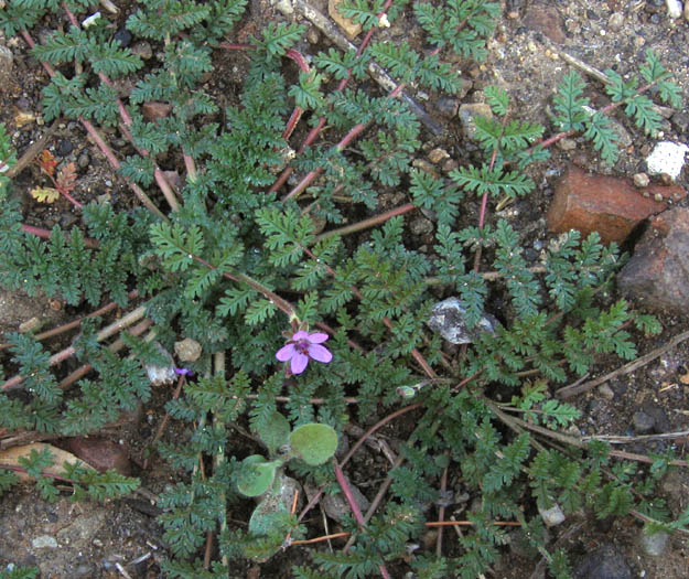 Detailed Picture 2 of Erodium cicutarium