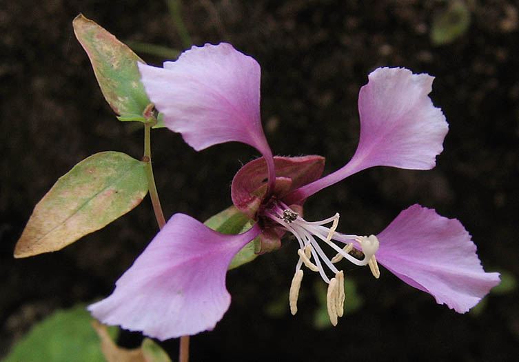 Detailed Picture 1 of Clarkia unguiculata