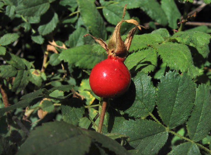 Detailed Picture 4 of Rosa californica