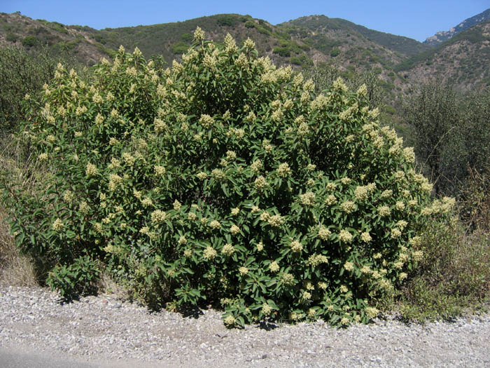 Detailed Picture 7 of Malosma laurina