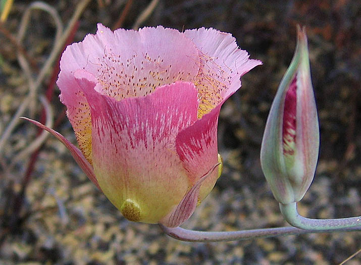 Detailed Picture 4 of Calochortus plummerae