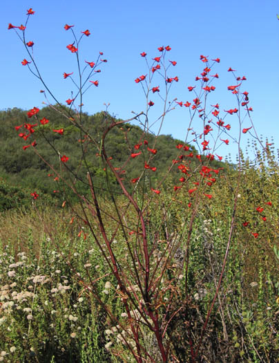 Detailed Picture 5 of Delphinium cardinale