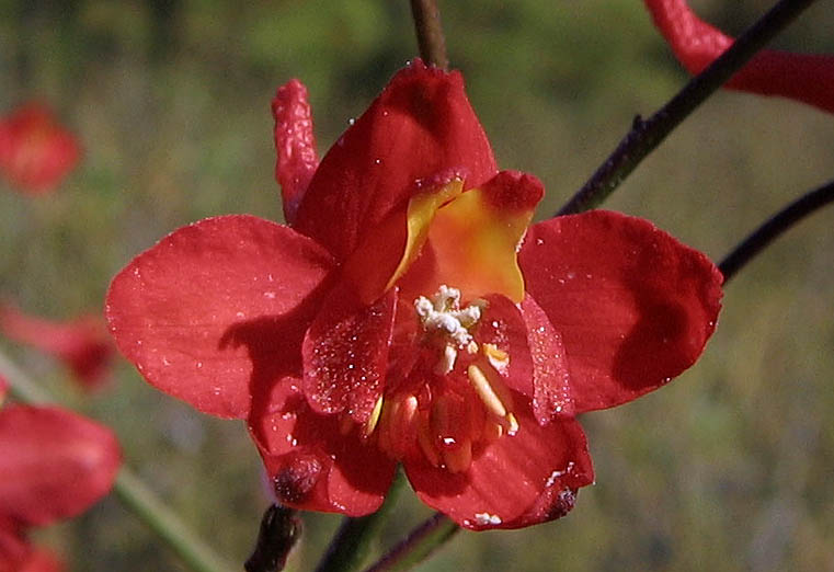 Detailed Picture 1 of Delphinium cardinale