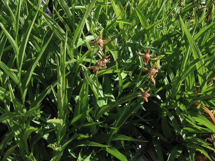 Detailed Picture 5 of Epipactis gigantea