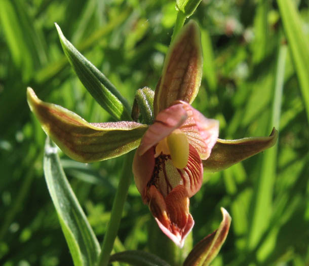 Detailed Picture 2 of Epipactis gigantea