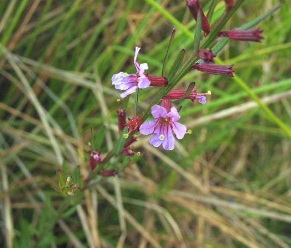 Detailed Picture 3 of Lythrum californicum