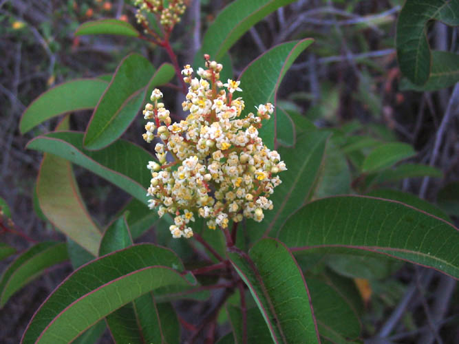 Detailed Picture 5 of Malosma laurina