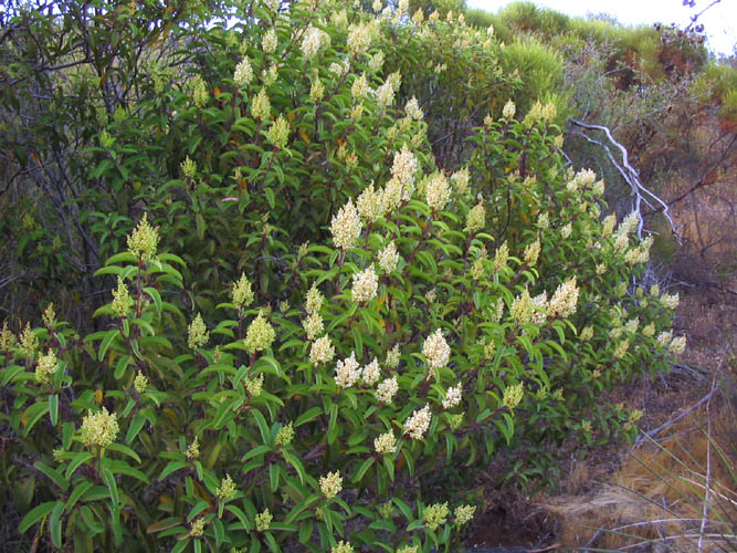 Detailed Picture 6 of Malosma laurina